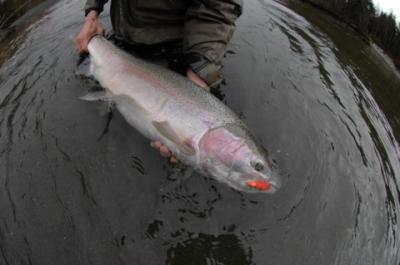 The photo of the week shows a beautifully posed, springtime Steelhead landed on a fly.  Photo courtesy on Nicholas Dean Lodge